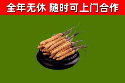 都昌县回收散虫草